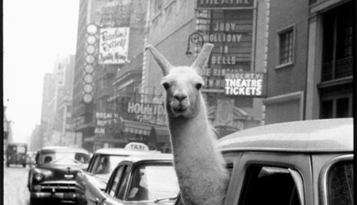 Llama in Times Square Inge Morath 1957