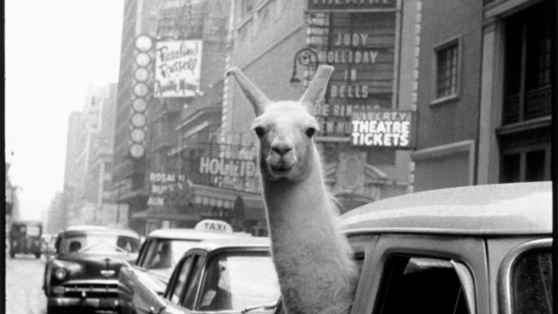 Llama in Times Square Inge Morath 1957