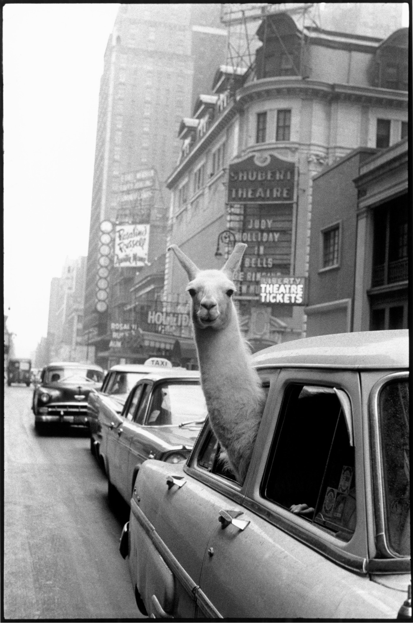 Llama in Times Square Inge Morath 1957